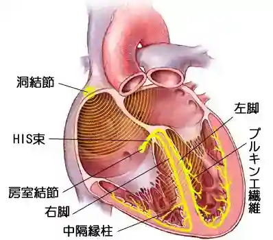 刺激伝導系